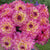 Dahlia Decorative Bahama Mama