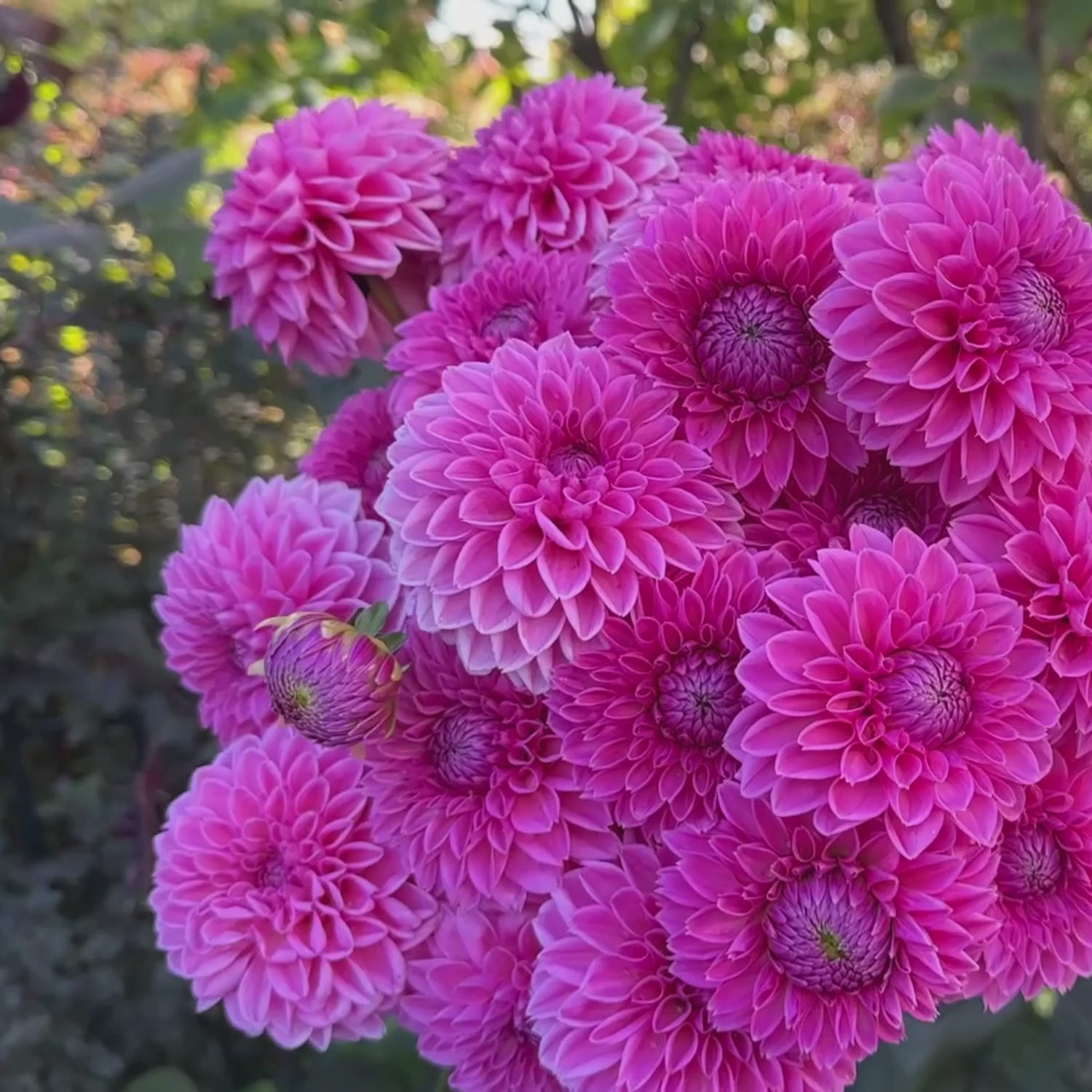 Dahlia Ball Sandra - 2 tuber clumps - Longfield Gardens