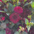 Dahlia Cactus Tamburo