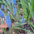 Muscari Valerie Finnis