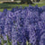 Hyacinth Orientalis Blue Trophy
