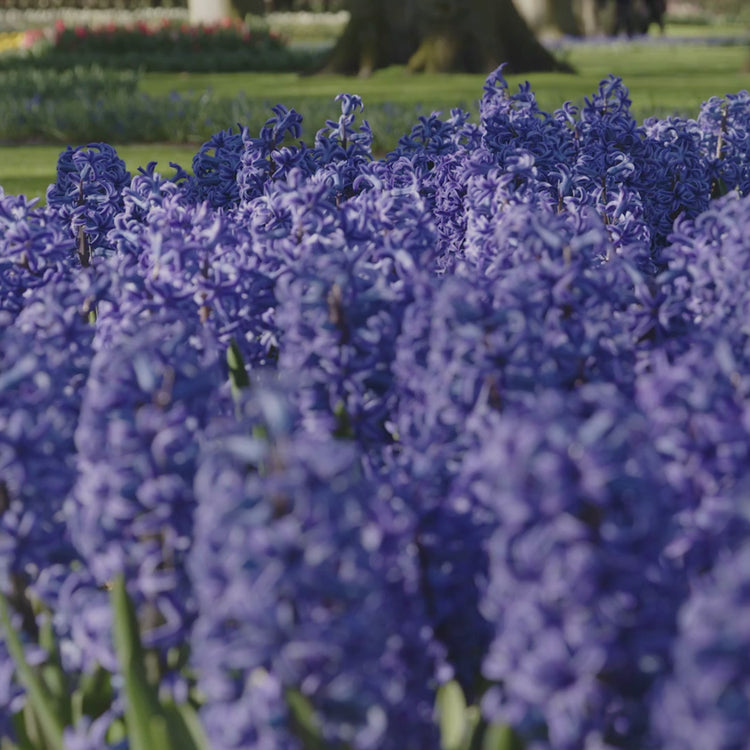 Longfield Gardens