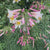 Lily Trumpet Regale (Spring)