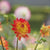 Dahlia Decorative Procyon