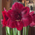 Amaryllis Single Premiere