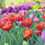 Tulip Double Late Icoon
