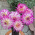 Dahlia Cactus Jura