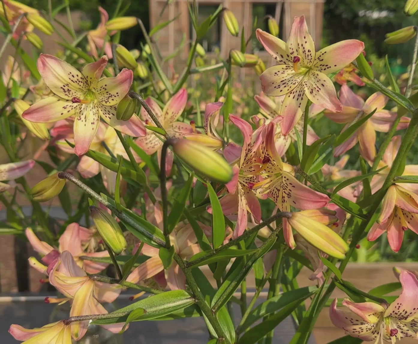 Lily Oriental Trumpet (OT) Scheherazade - 5 bulbs - Longfield Gardens