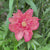 Peony Itoh Julia Rose (Spring)
