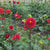 Dahlia Ball Brown Sugar