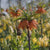 Fritillaria Rubra Maxima