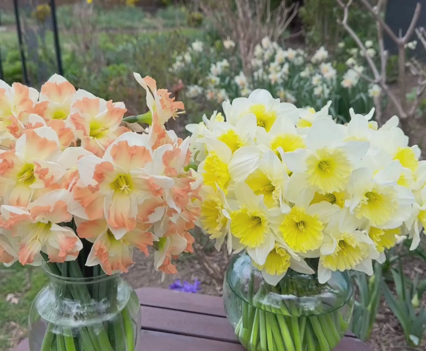 Daffodil Large Cupped Ice Follies - 20 bulbs - Longfield Gardens