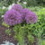 Allium Giant Pinball Wizard