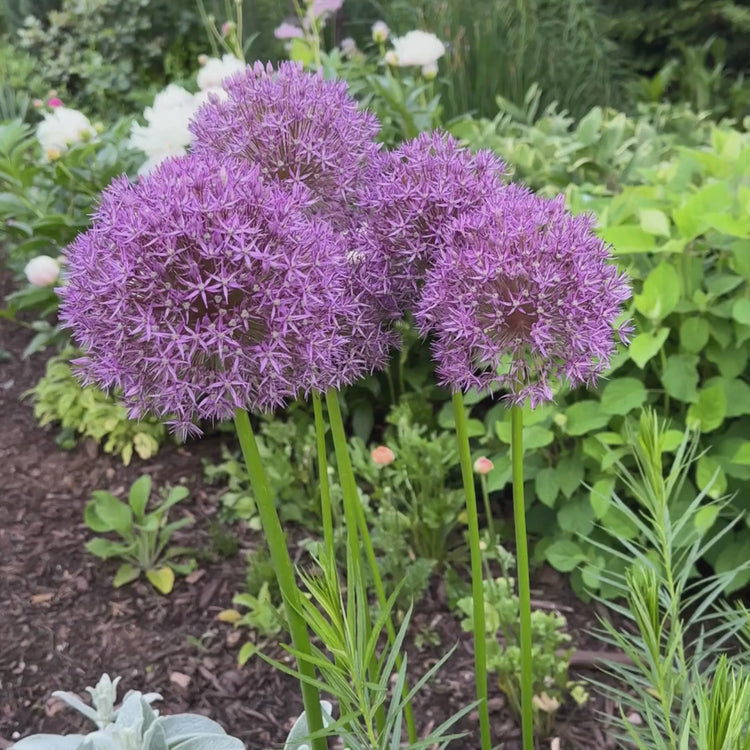 Longfield Gardens