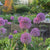 Allium Giant Gladiator - Bulk Offer