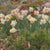 Daffodil Double Delnashaugh