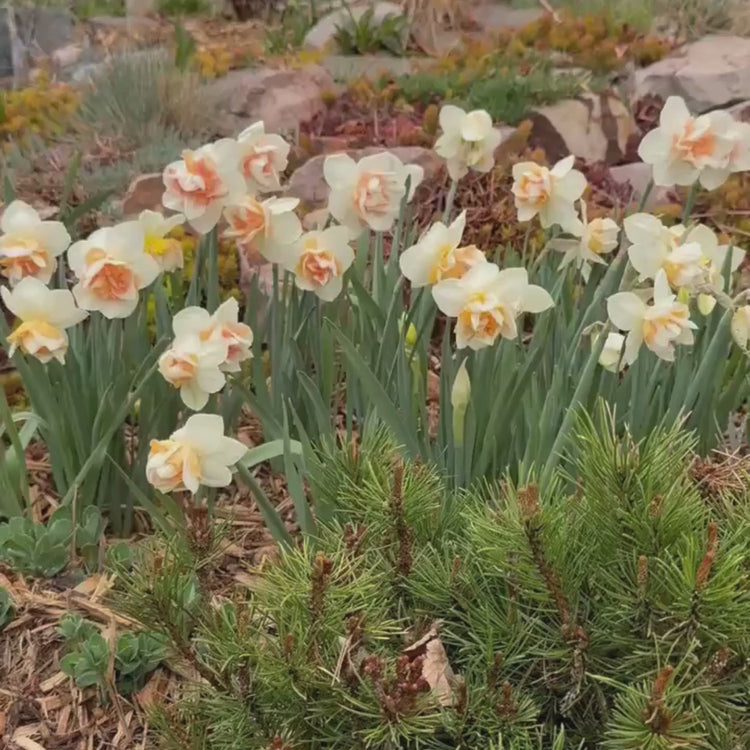 Longfield Gardens