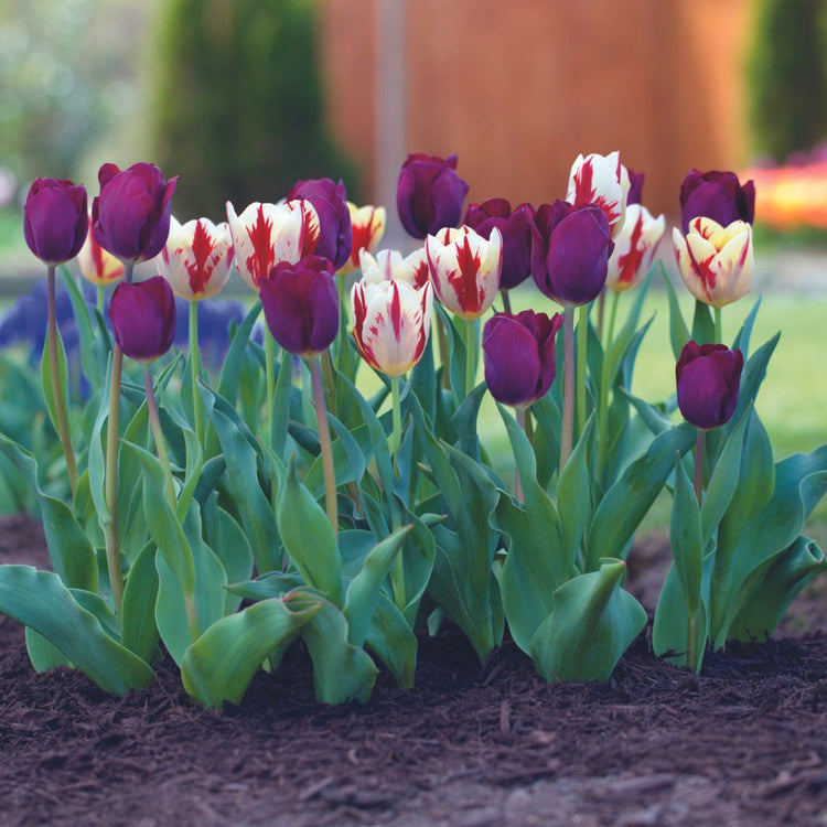 Tulip Triumph Purple Lady & Grand Perfection
