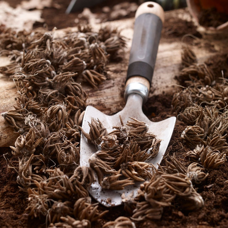Ranunculus Aviv Picotee Cafe (Spring)
