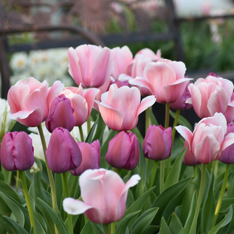 Tulip Darwin Hybrid Salmon Impression & Purple Pride