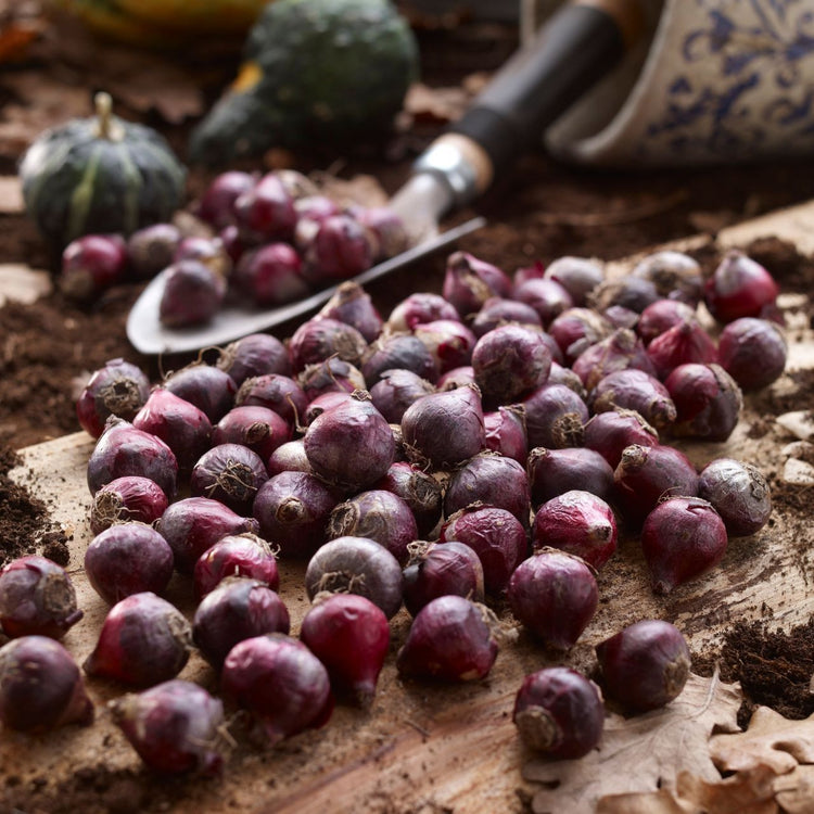 Scilla Siberica Blue