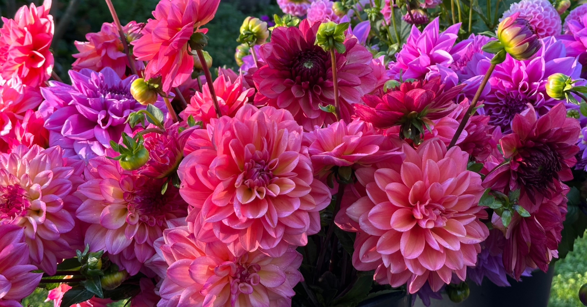 Bloom Time Chart for Allium Bulbs