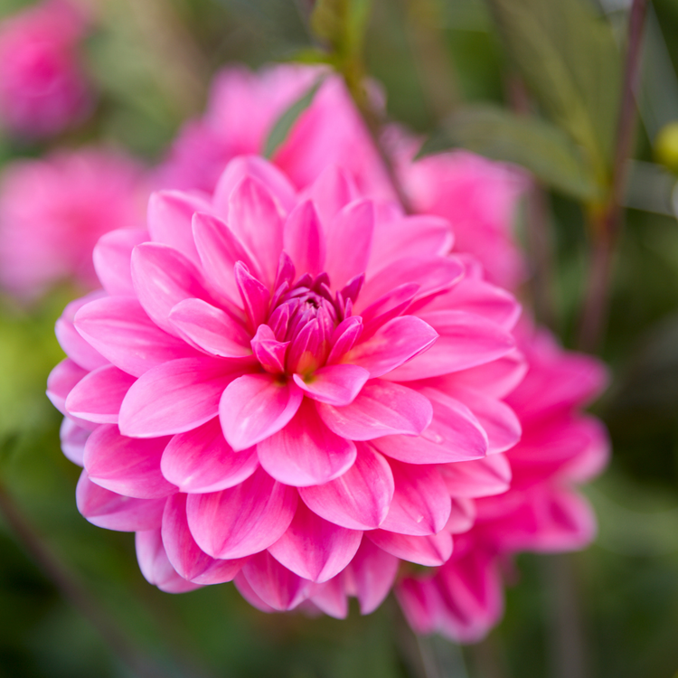Dahlia Waterlily Onesta