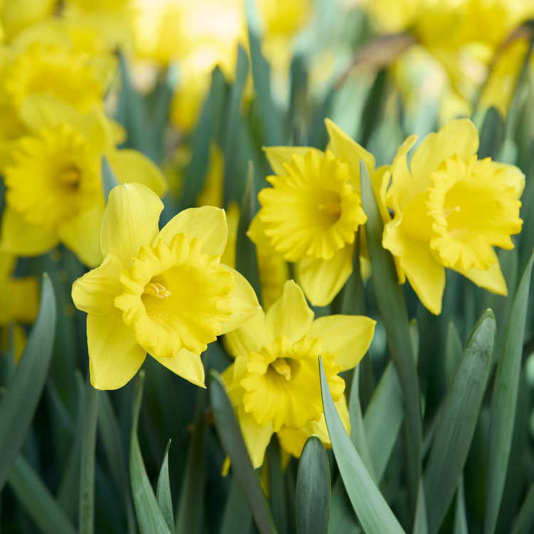Daffodil Trumpet Dutch Master