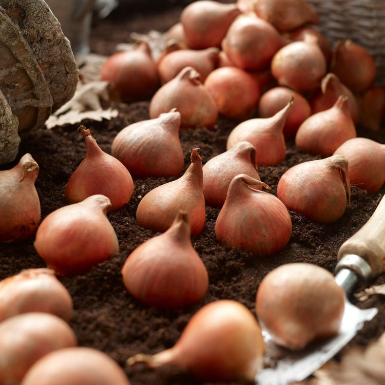 Tulip Darwin Hybrid Blushing Apeldoorn - Bulk Offer