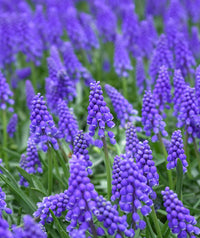 Muscari