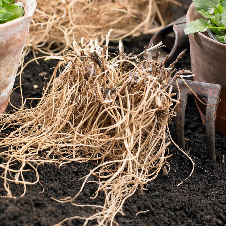 Veronica Ulster Blue Dwarf