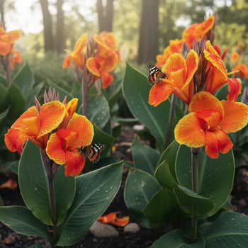 When Do Cannas Bloom: A Guide to Summer Success